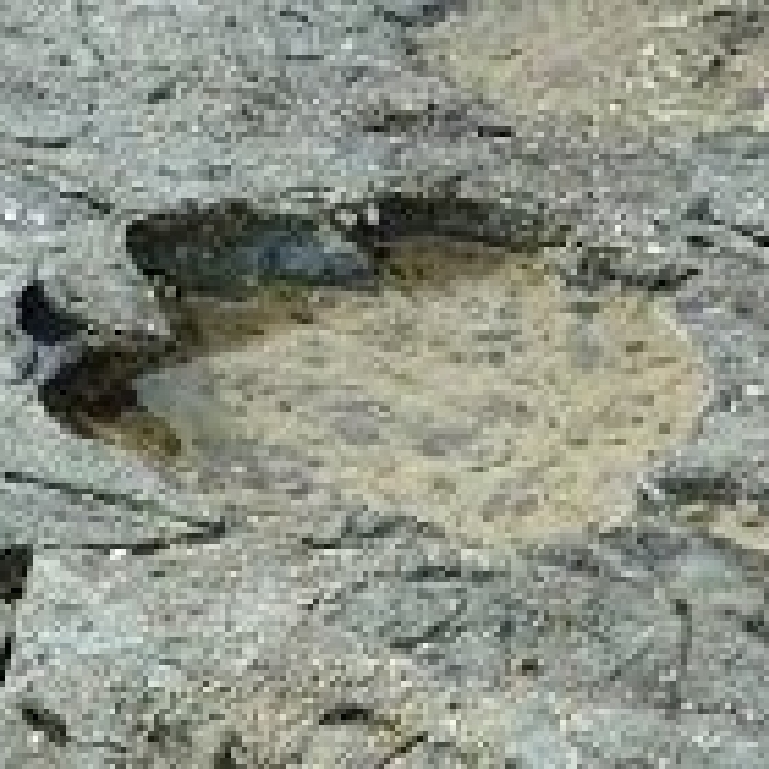 Digital Lifestyle Coaching